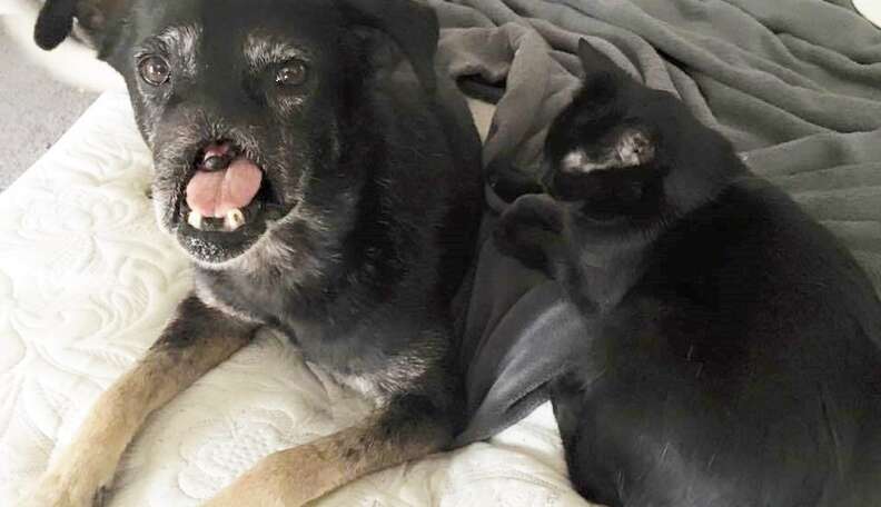 Dog Who Lost His Nose Is Still Waiting For Someone To Love Him - The Dodo