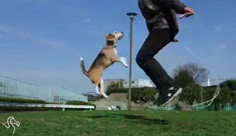 Dogs jumping rope deals