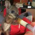 Tiny Wallaby Baby Just CAN'T Get Enough Milk