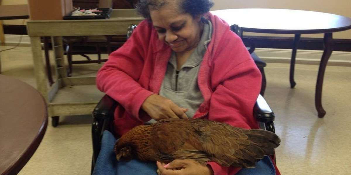 These Rescue Birds Are Doing The Most Beautiful Thing For The Elderly ...