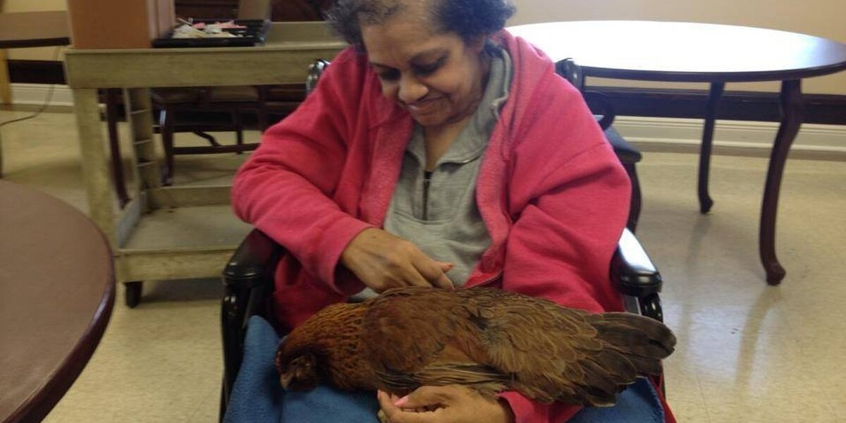 Person Rescuing Bird These Rescue Birds Are Doing The Most Beautiful Thing For The Elderly ...