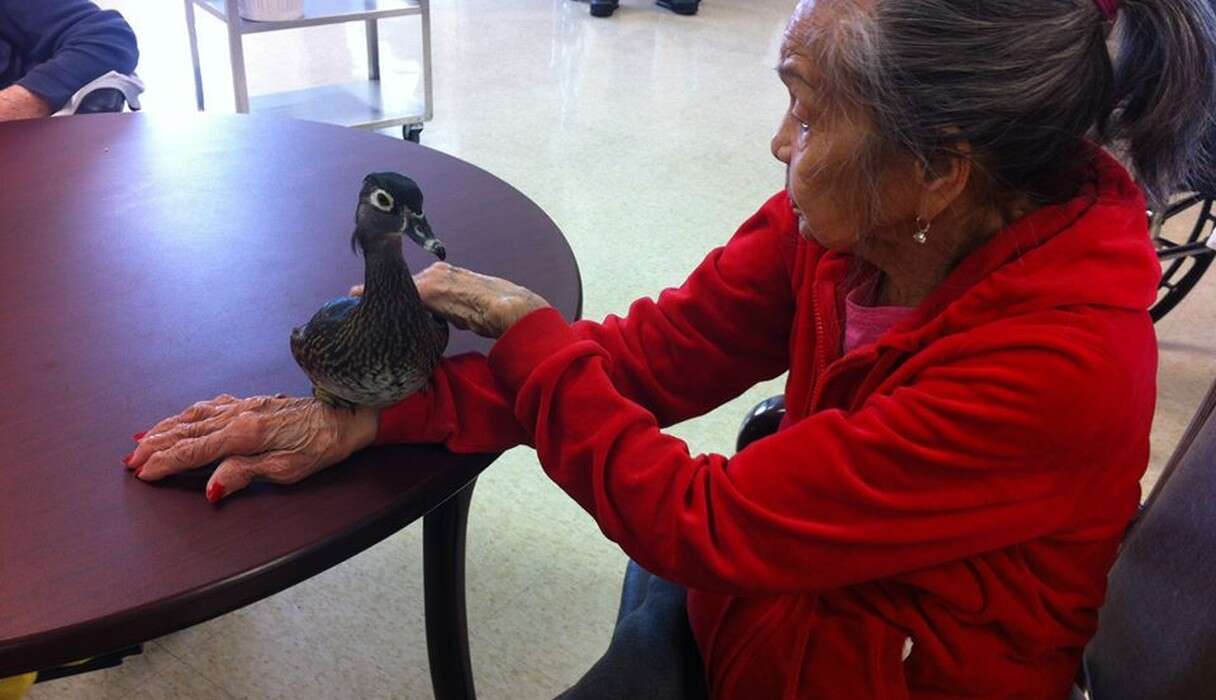 Person Rescuing Bird These Rescue Birds Are Doing The Most Beautiful Thing For The Elderly ...