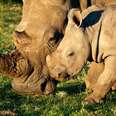 We Don't Even Know How Many Rhinos Are Being Killed