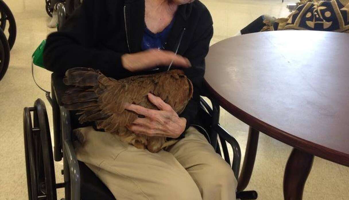 Person Rescuing Bird These Rescue Birds Are Doing The Most Beautiful Thing For The Elderly ...