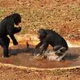 Rescued Chimps Go Nuts When They See Their Pool Is Full Of Water