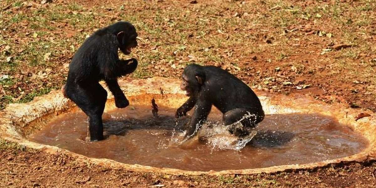 Rescued Chimps Go Nuts When They See Their Pool Is Full Of Water - The Dodo