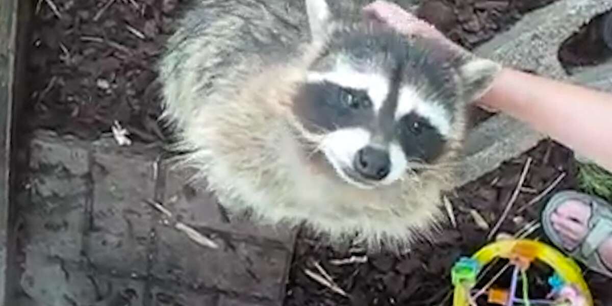 Happy Rescued Raccoon Is Proof Raccoons Shouldn't Be Pets - The Dodo
