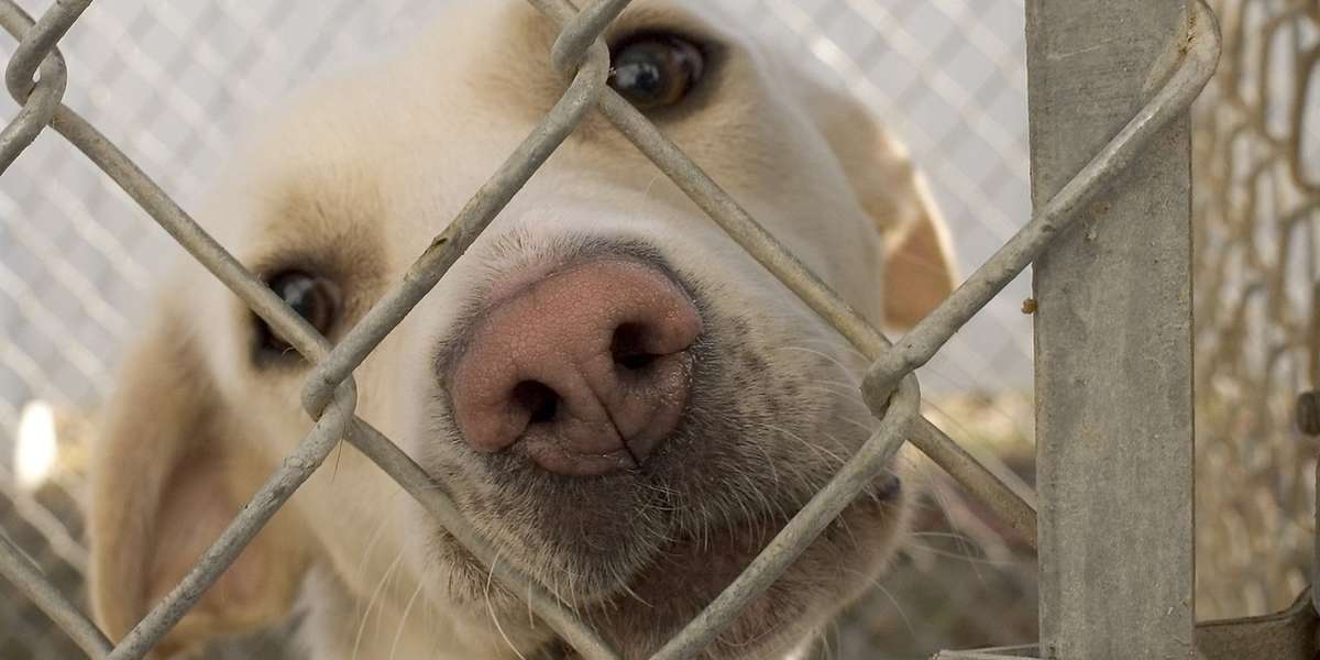 how long to keep a dog in a kennel