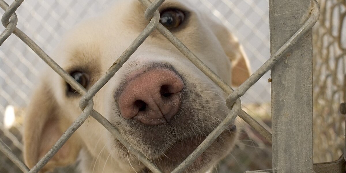 Kenneling dogs clearance