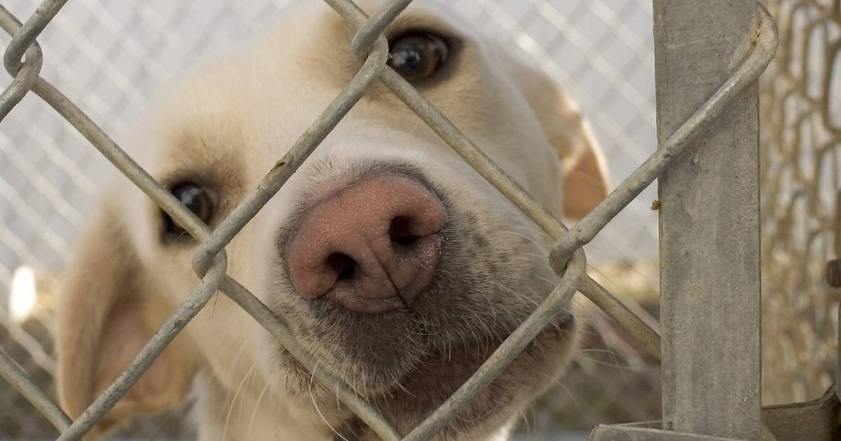 Keeping dogs shop in cages