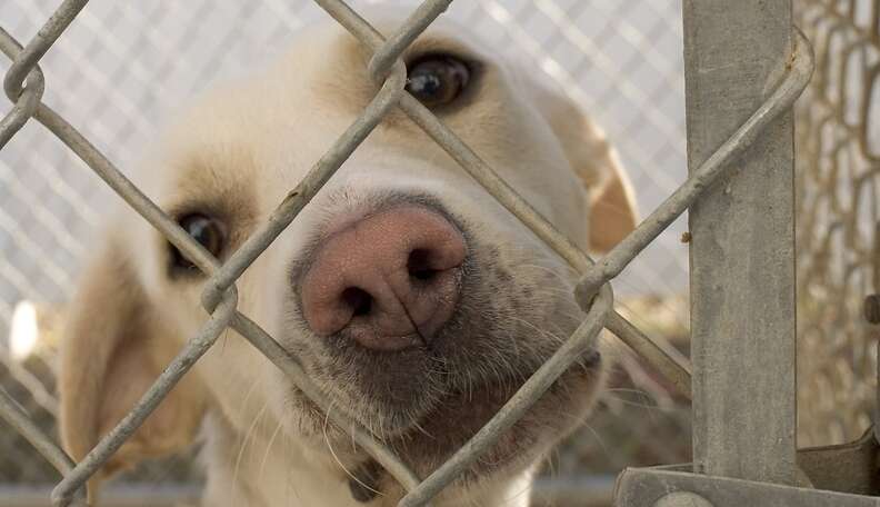 A dog online in a kennel