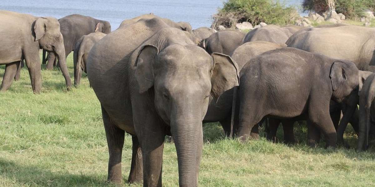 No, All Zoo Elephants Do Not Find Painting Therapeutic - The Dodo