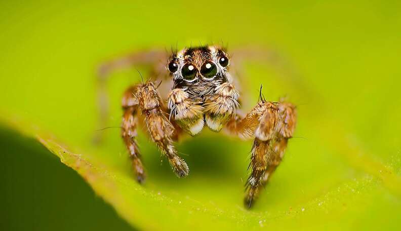 Spiders Oral Sex During Mating Saves Males Lives The Dodo 