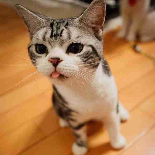 20 Cheeky Cats Who Are Sticking Their Tongues Out At You - The Dodo