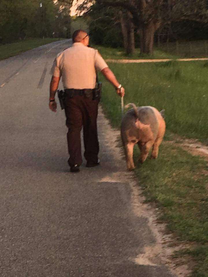 Deputy Responds To An Unusual Call And Winds Up Making A Friend - The Dodo