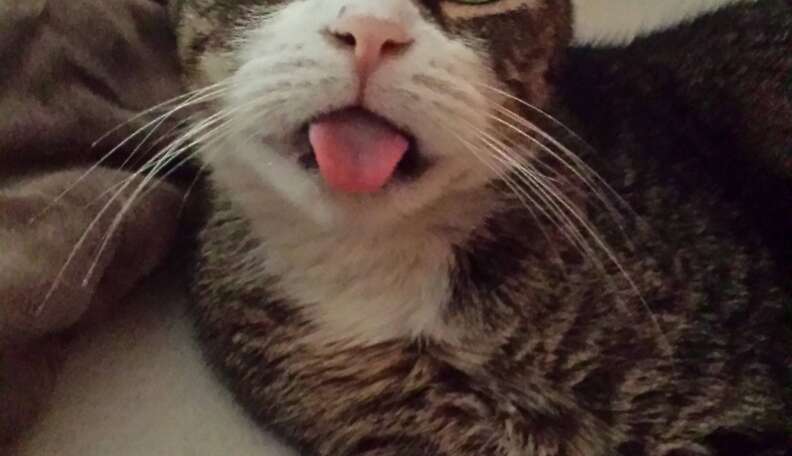 20 Cheeky Cats Who Are Sticking Their Tongues Out At You - The Dodo