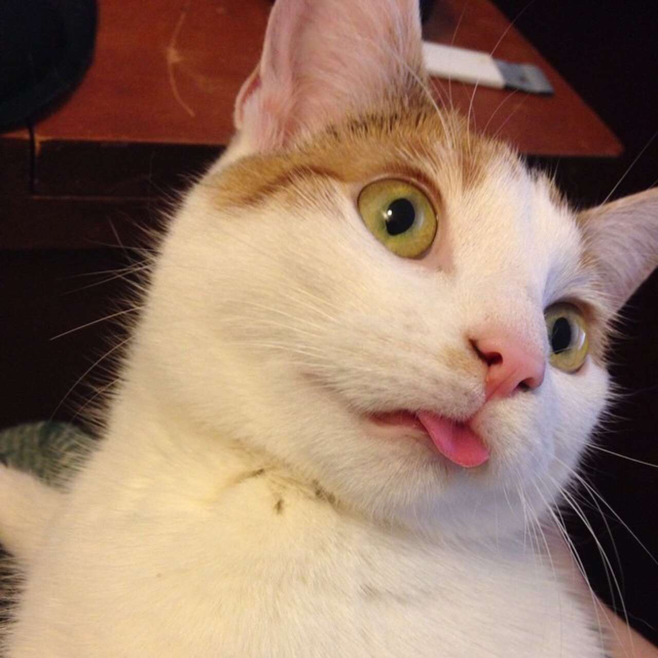 20 Cheeky Cats Who Are Sticking Their Tongues Out At You The Dodo