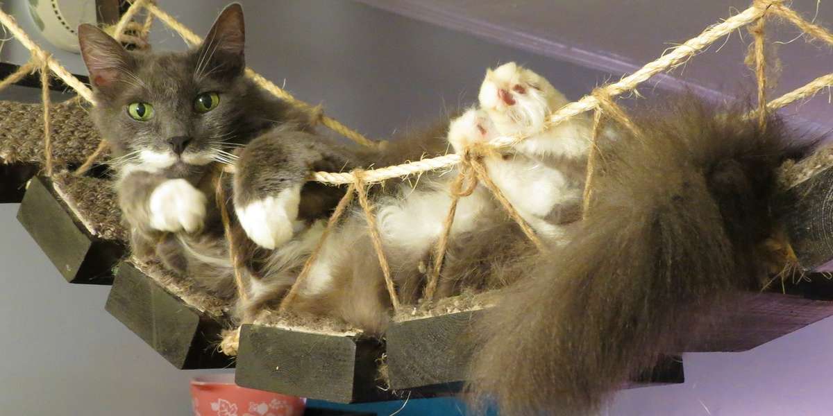 Human Home Converted Into Ultimate Playground For 8 Rescue Cats - The Dodo