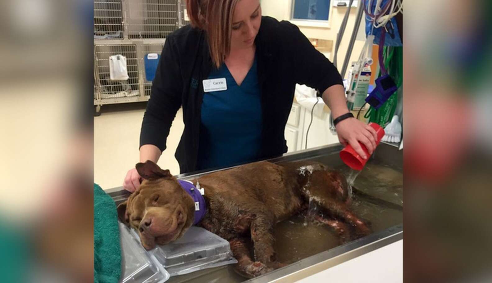 Dog Rescued From Fighting Gets His First Warm Bath - The Dodo