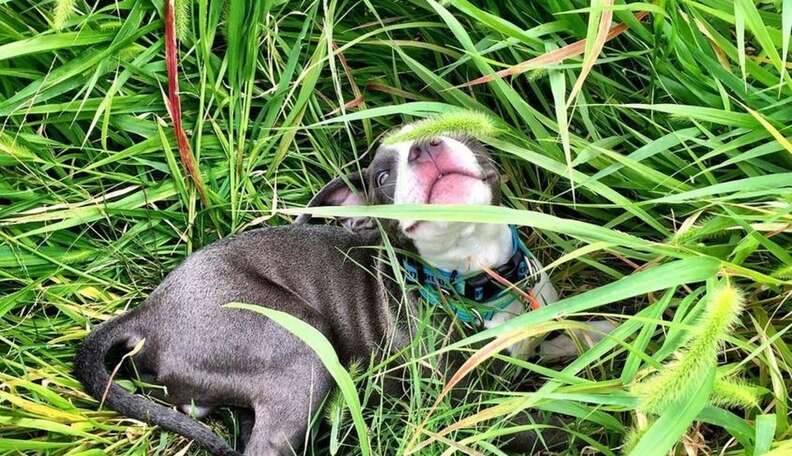 Pit Bulls Fell In Love With Their Baby Ducks The Second They Met Them ...