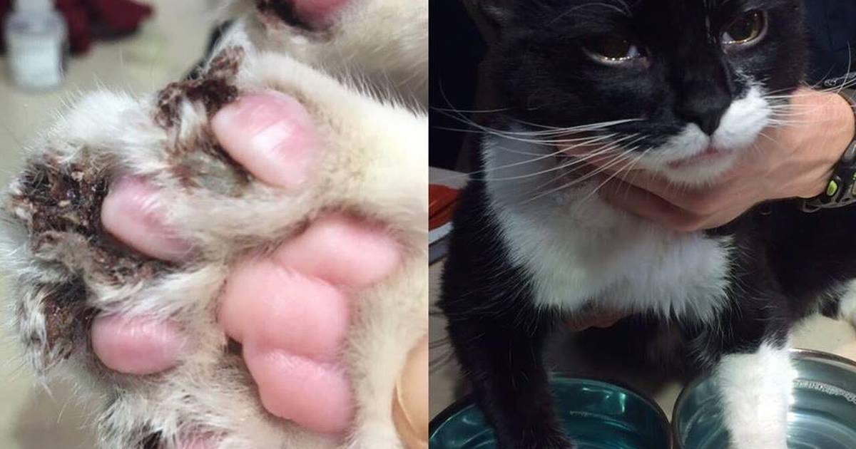 Cat with infected store paw