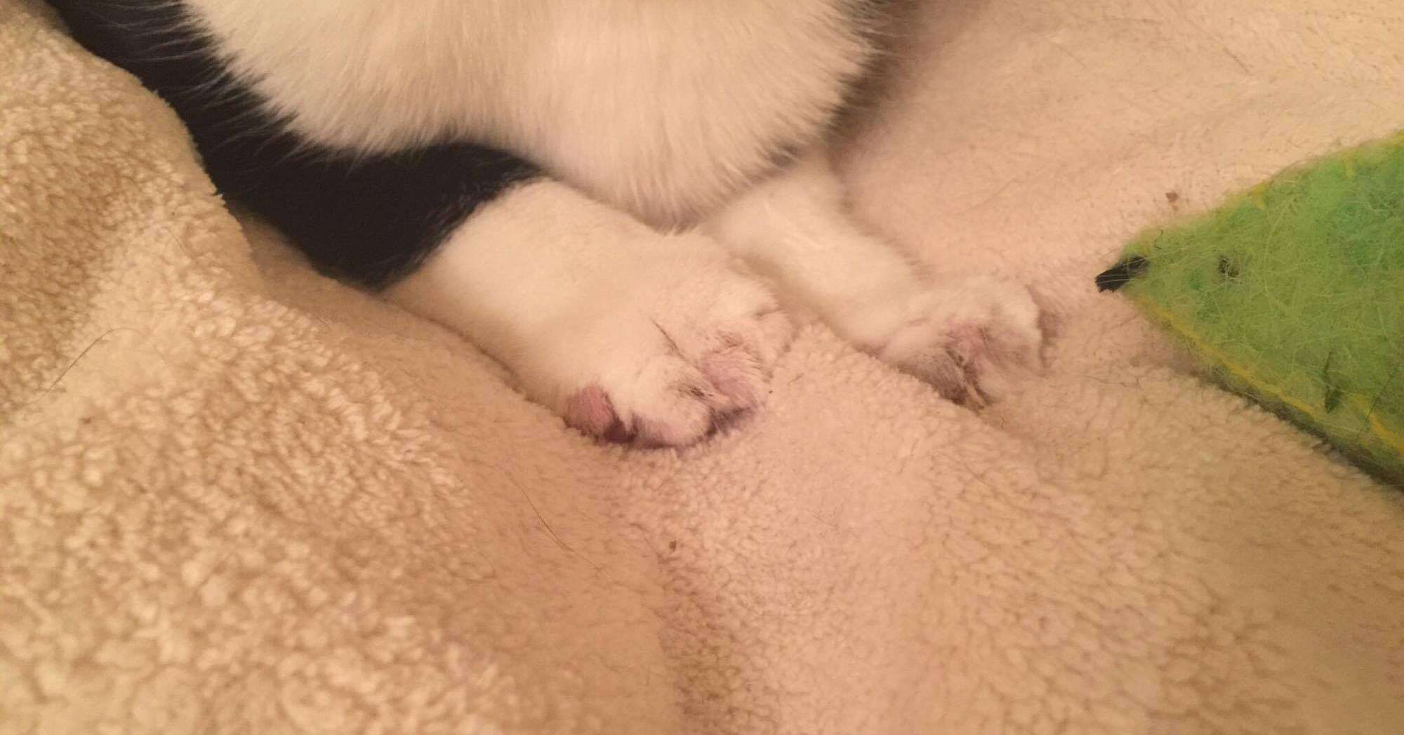 declawed cat