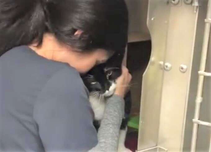 declawed cat hugging woman at shelter