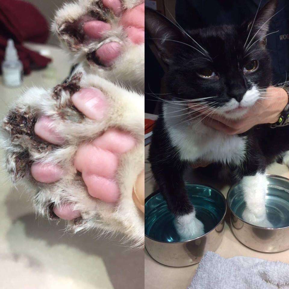 infected cat paw