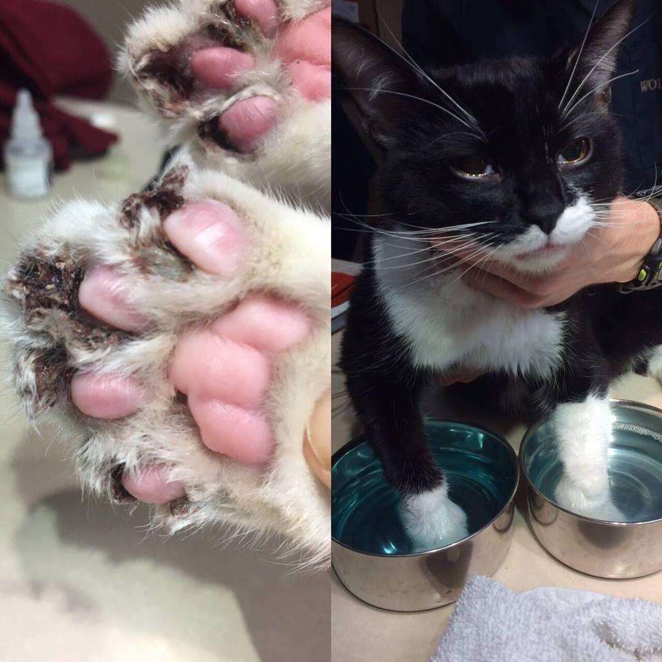 infected claws, declawed cat