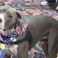 Pit Bull Nailed To Railroad Track Becomes A Hero For Children