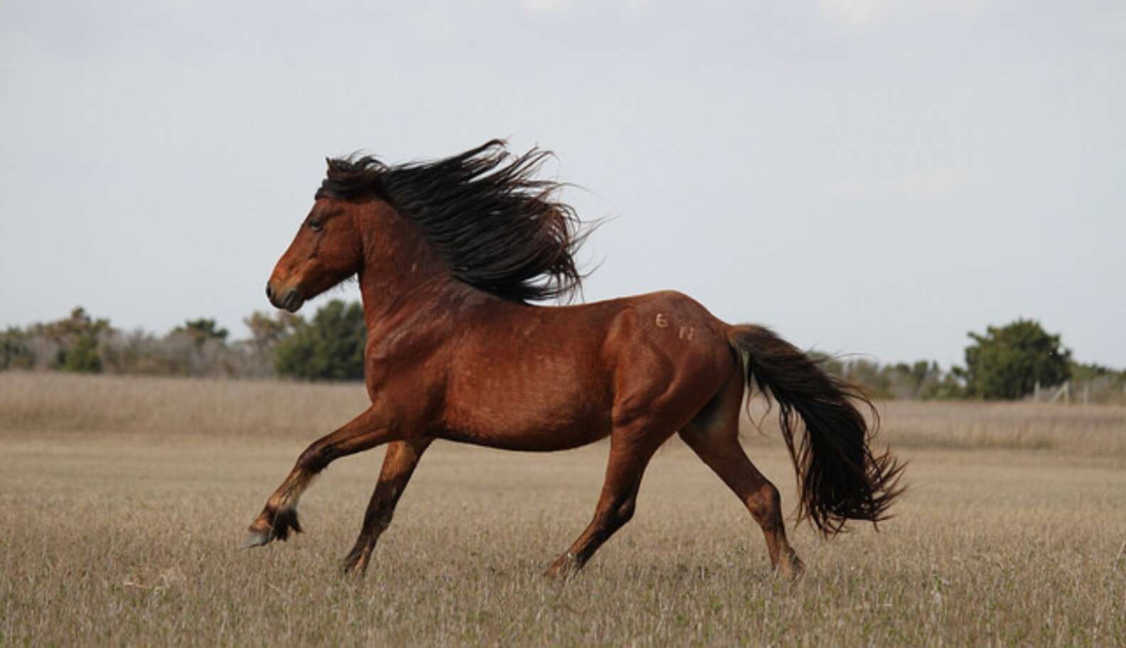 NYC Carriage Horses May Finally Get The Freedom They Deserve - The Dodo