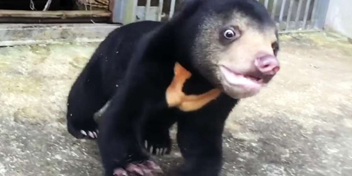 Bear Cub With Sad Past FREAKS OUT Over His New Playground - The Dodo