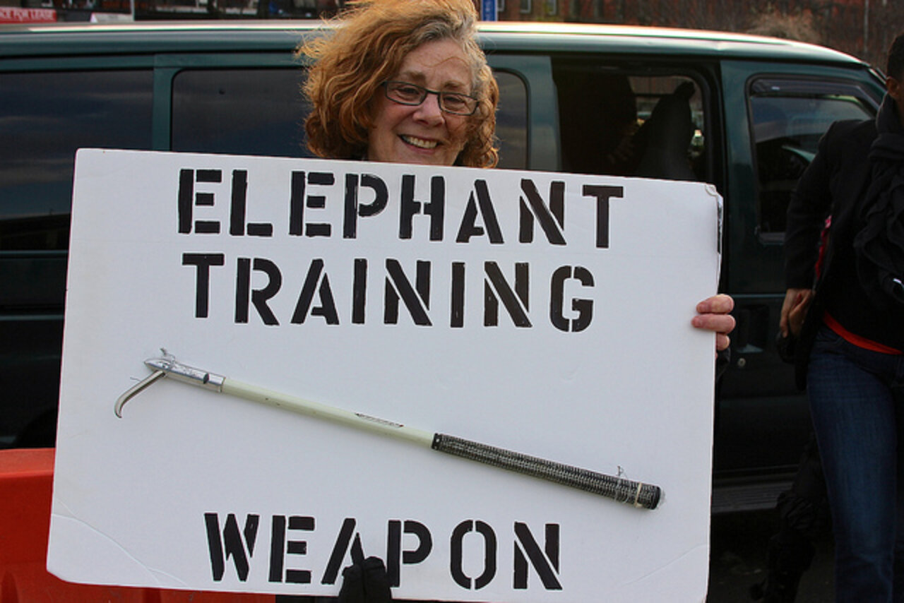 Major U.S. City Shuns Cruel Circuses By Banning Bullhooks - The Dodo