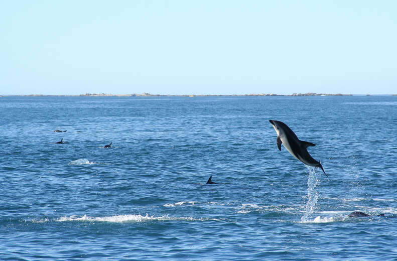 Wild dolphin jumping out of the water