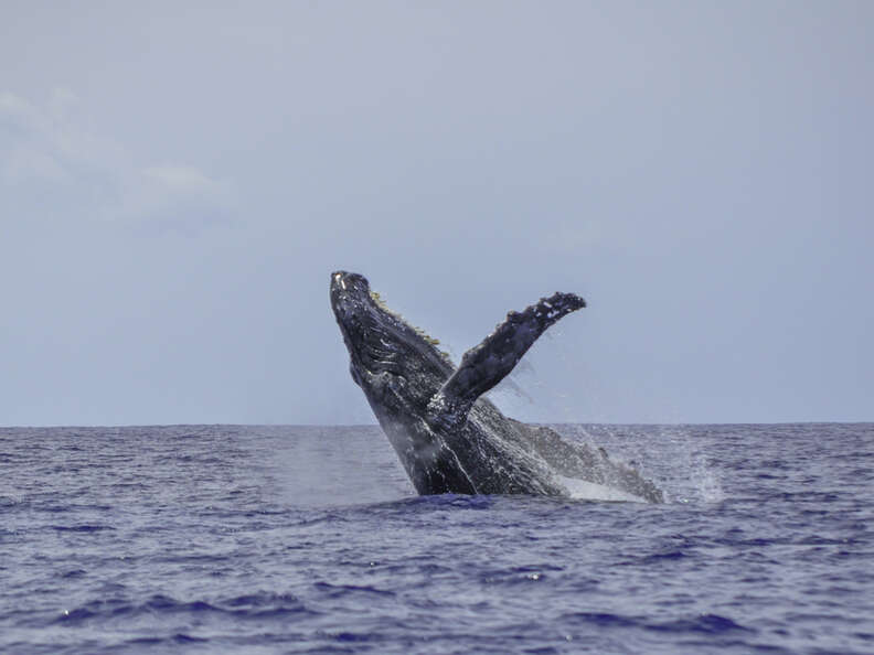 Humpback whale off the coast of Hawaii