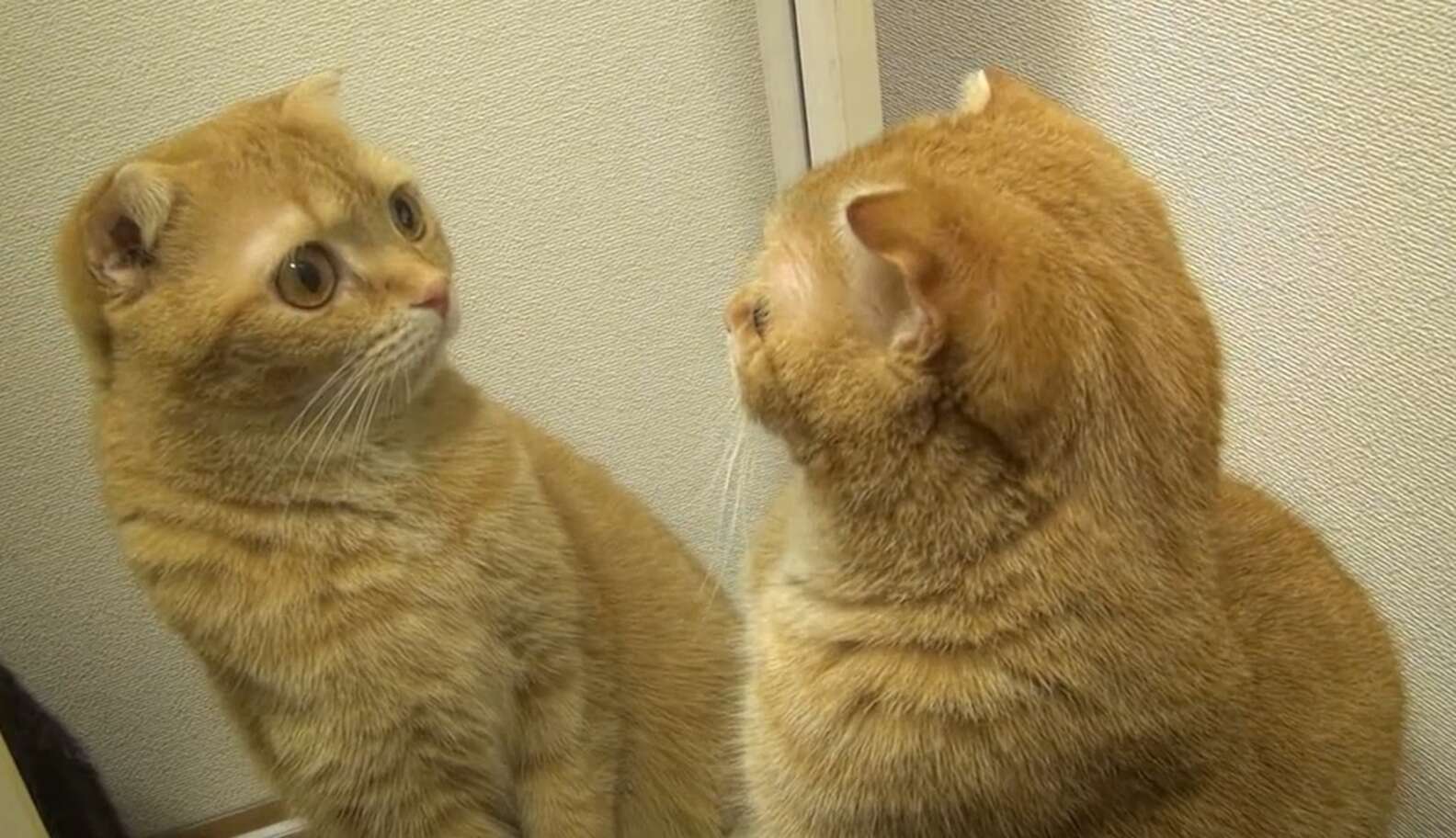 WATCH: The Most Narcissistic Cats In The World - The Dodo