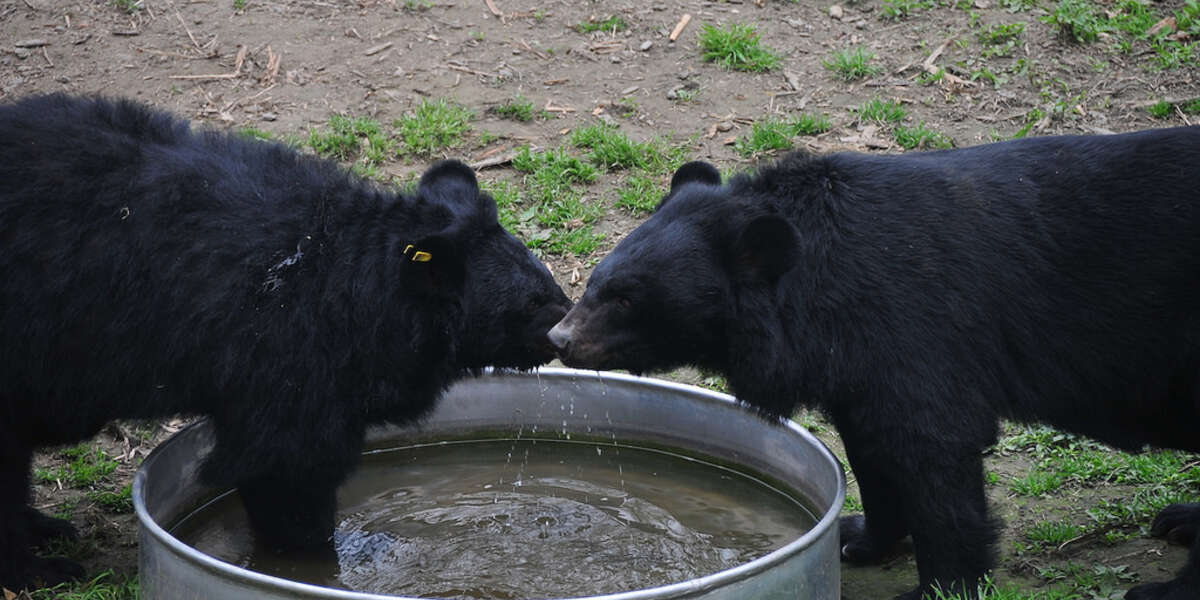 Bears Rescued From Bile Farm Caught On Film Playfully Wrestling The Dodo
