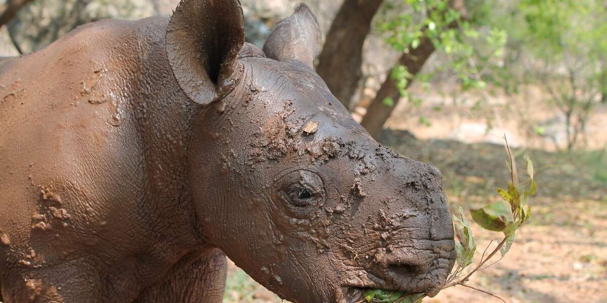 11 Astonishing Facts About The Last Living Rhinos The Dodo