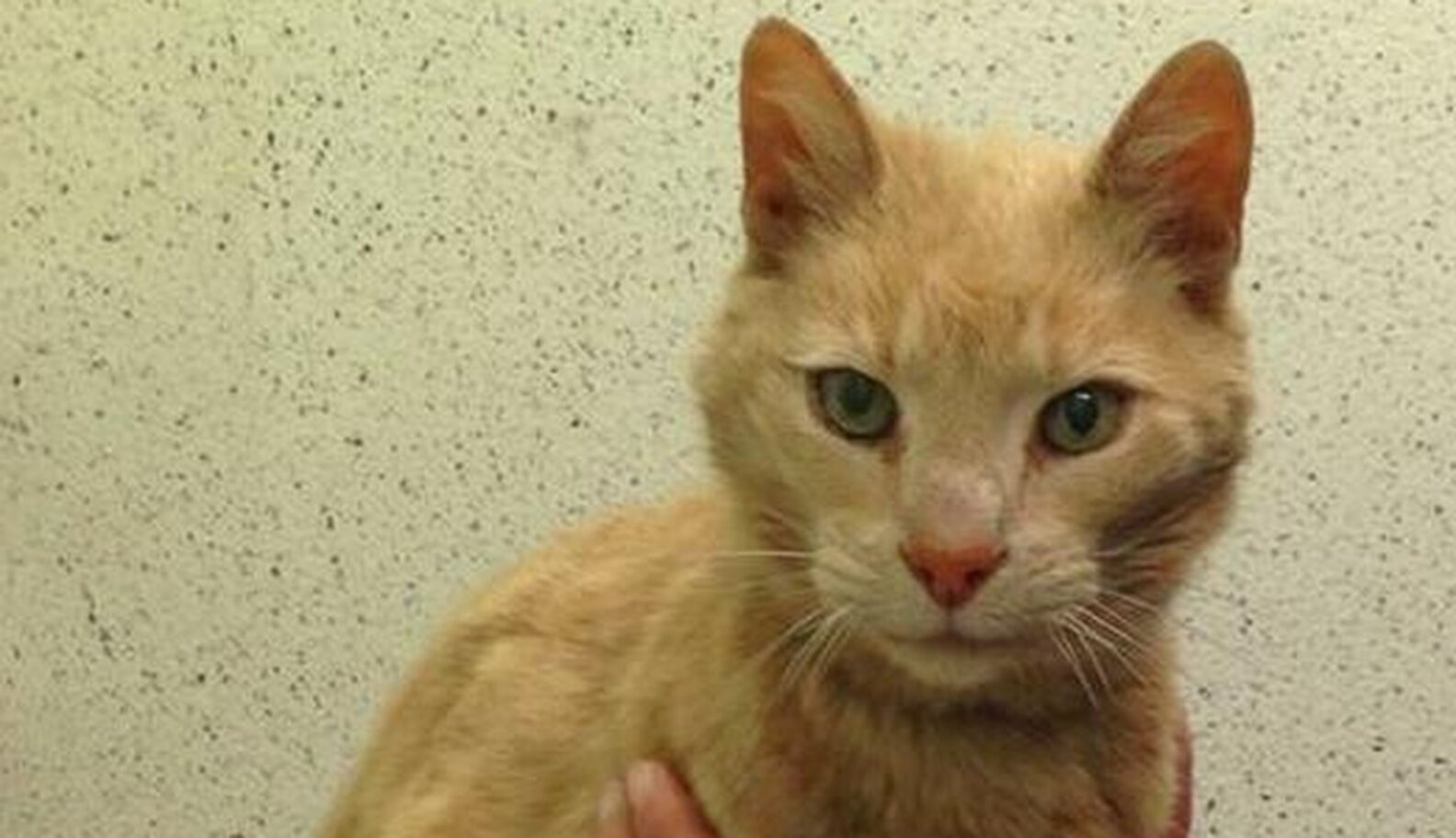 25YearOld Stray Cat Found On The Other Side Of The World The Dodo