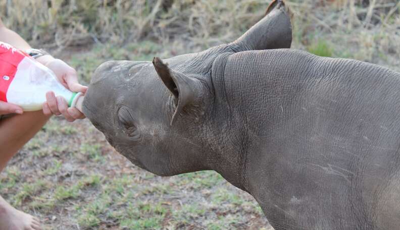 11 Astonishing Facts About The Last Living Rhinos The Dodo