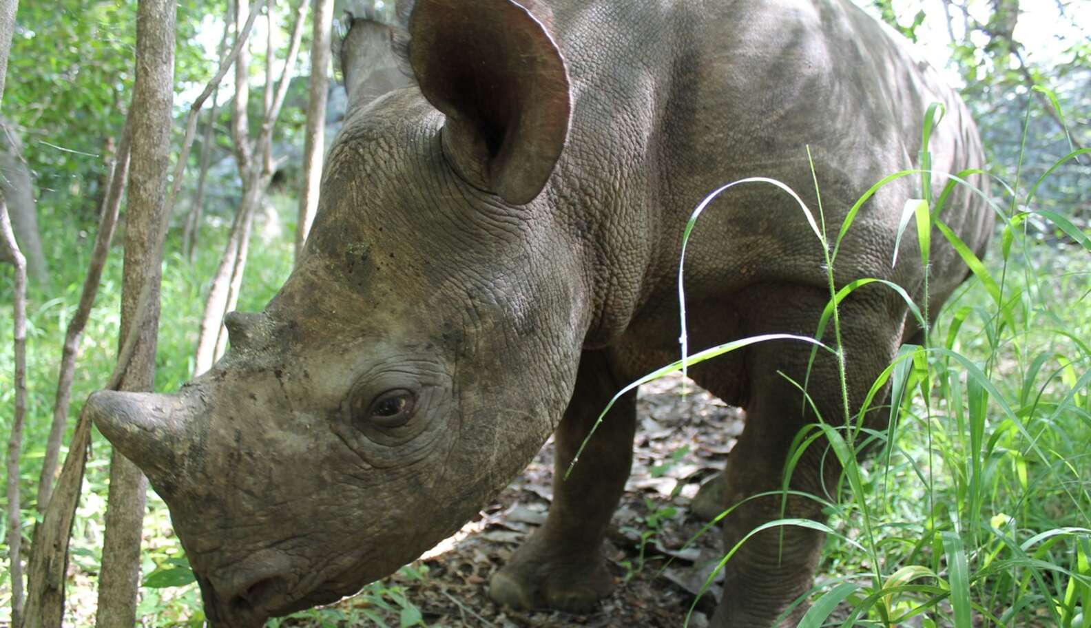 11 Astonishing Facts About The Last Living Rhinos - The Dodo