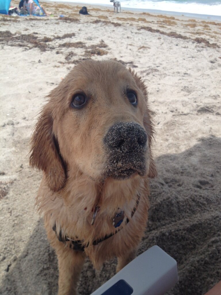 beach stuff for dogs