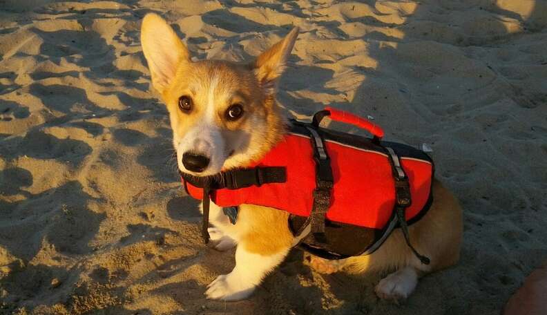 when can dogs go back on the beach