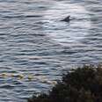 Dolphin Won't Leave Family Who's Been Captured In Hunt