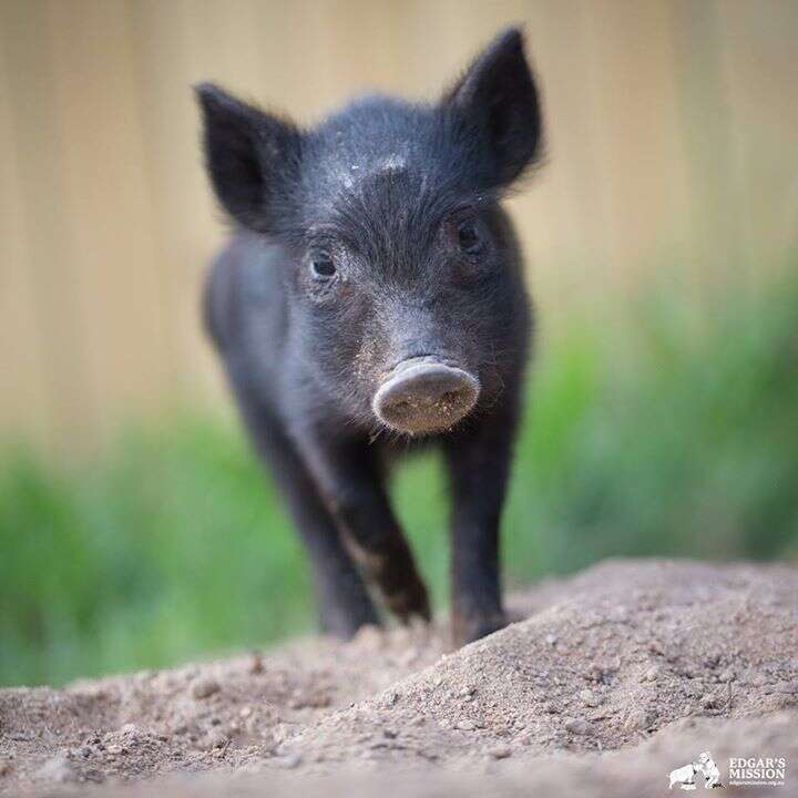 Piglets Romp Through Sanctuary, Become The Best Of Friends - The Dodo