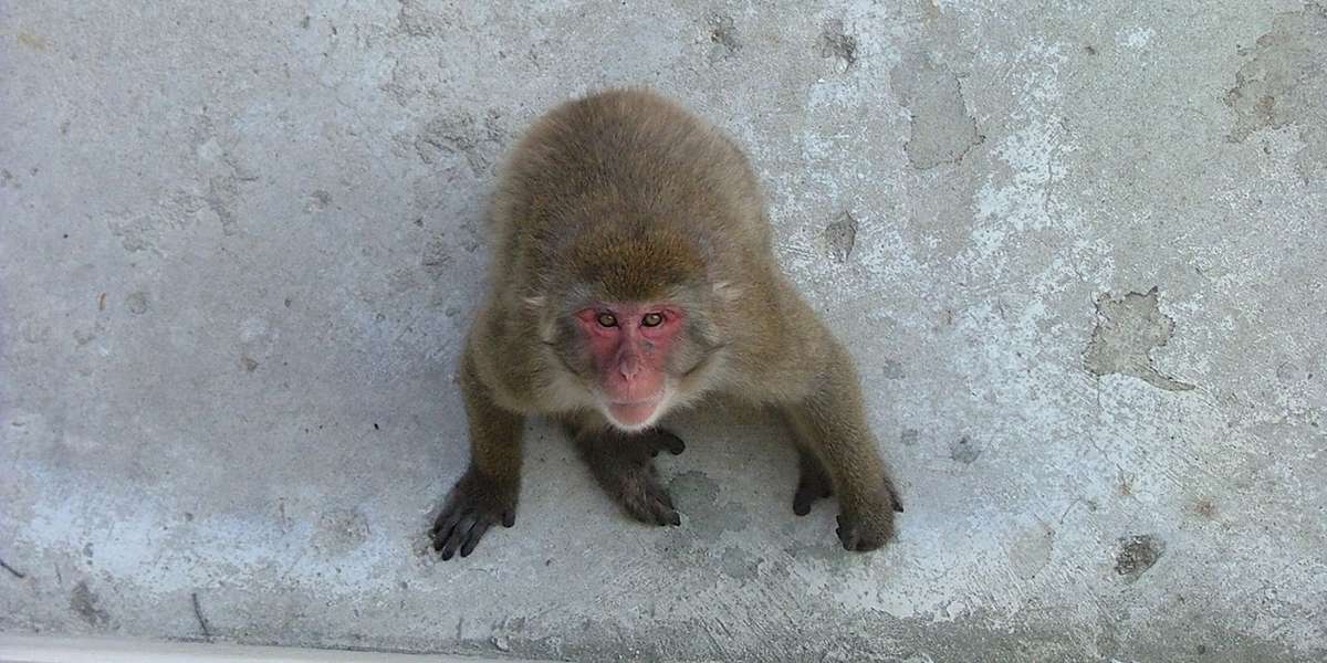 Why The Horrifying Monkey Farm In Florida Is Even Worse Than We Thought