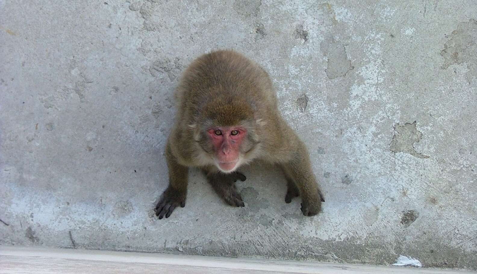 Why The Horrifying Monkey Farm In Florida Is Even Worse Than We Thought The Dodo