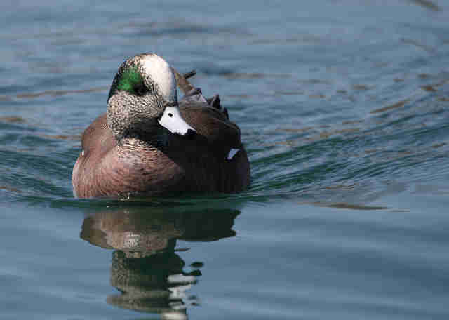 Here Are 11 Of The Hundreds Of Wetlands Animals Who Can Now Live In