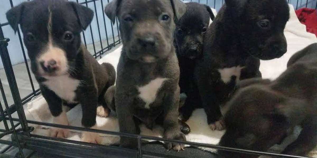 Man Dumps Puppies Because He Didn't Like How They 'Turned Out' - The Dodo