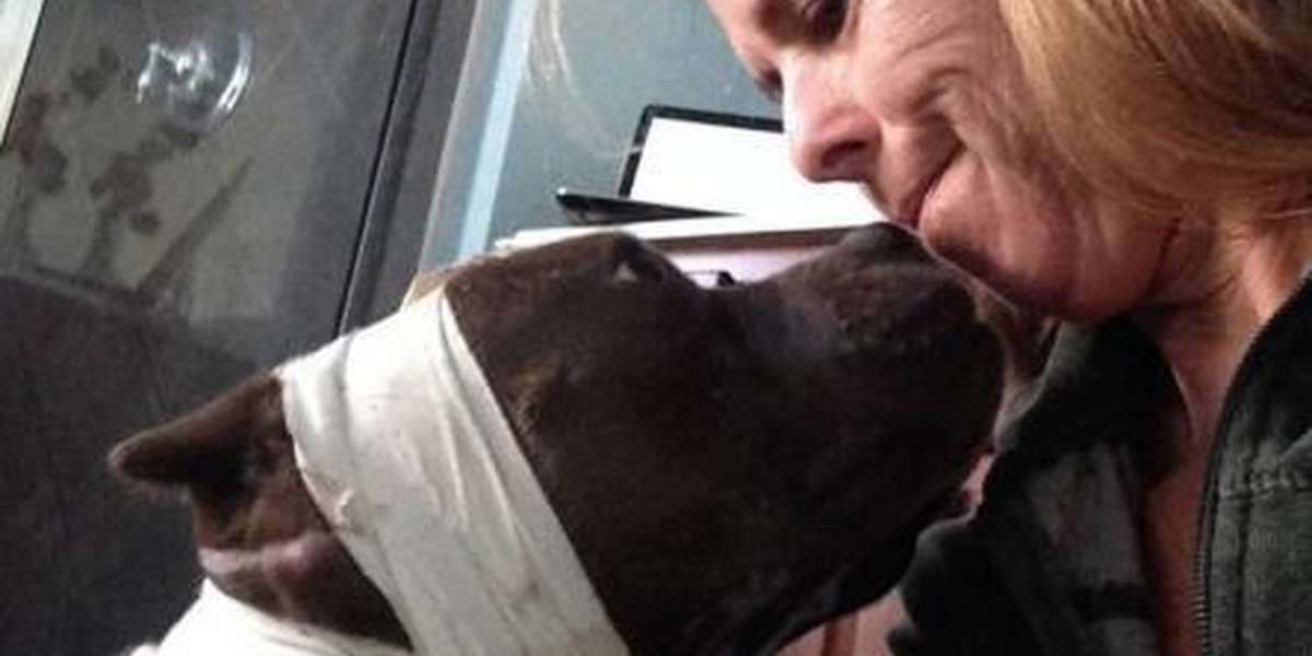 Pit Bull Rescued From Dogfighting Can't Stop Giving Kisses - The Dodo